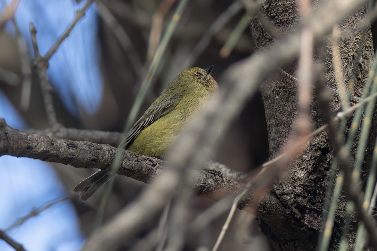 Yellow Thornbill - ML638258079