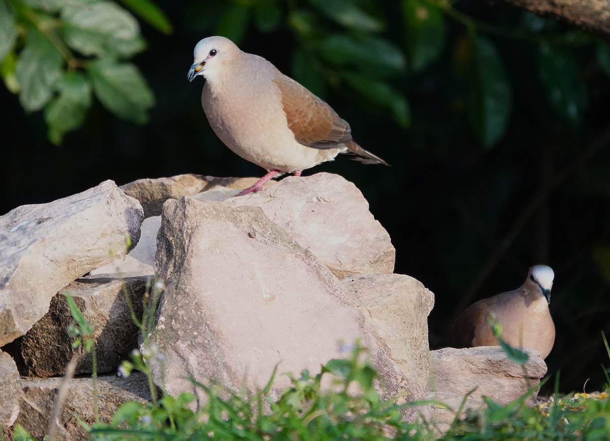 Gray-fronted Dove - ML638258085