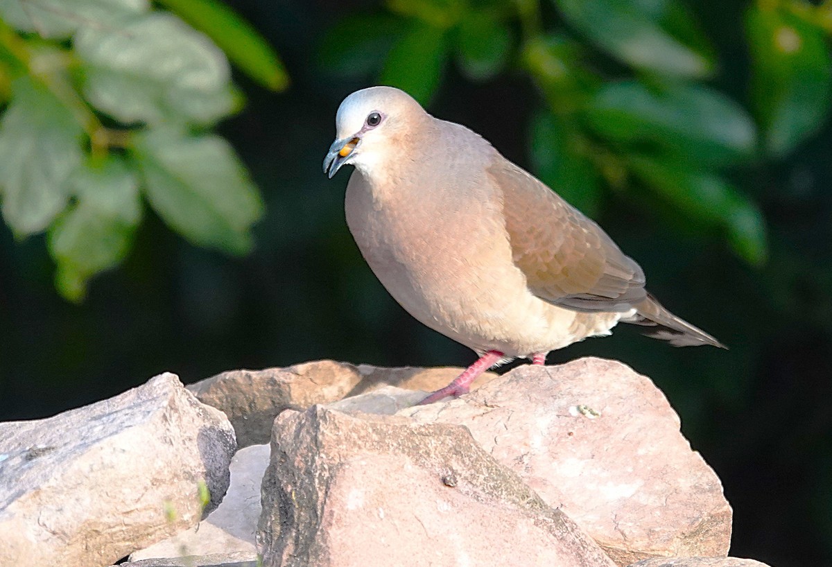 Gray-fronted Dove - ML638258086