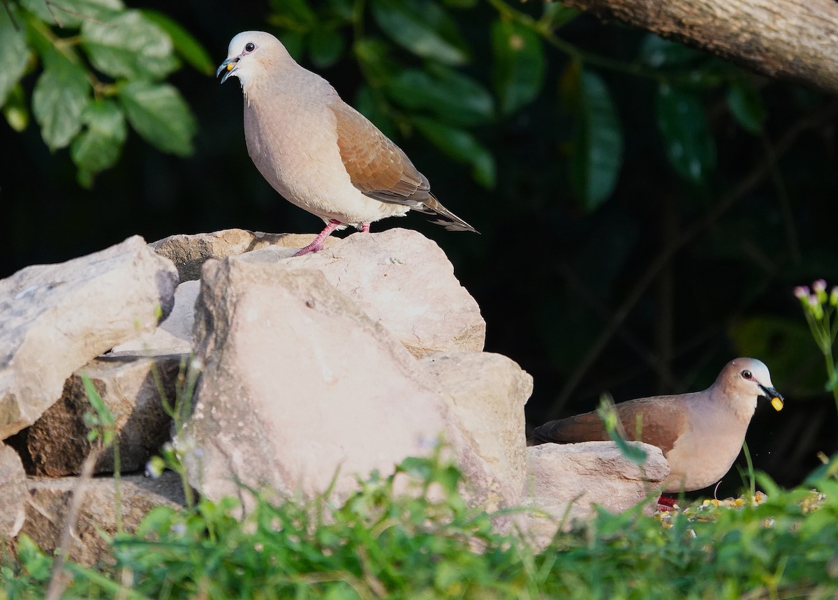 Gray-fronted Dove - ML638258088