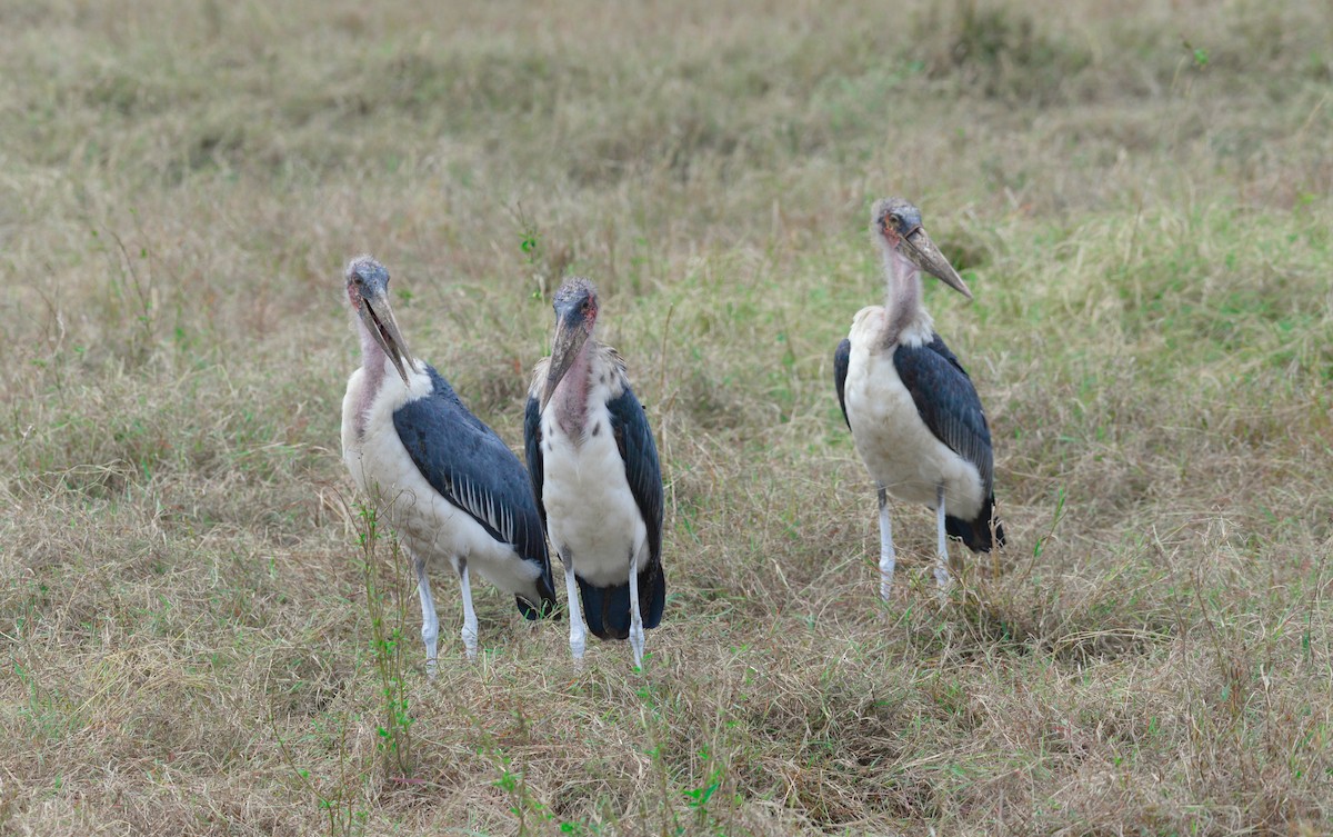 marabu africký - ML638258090