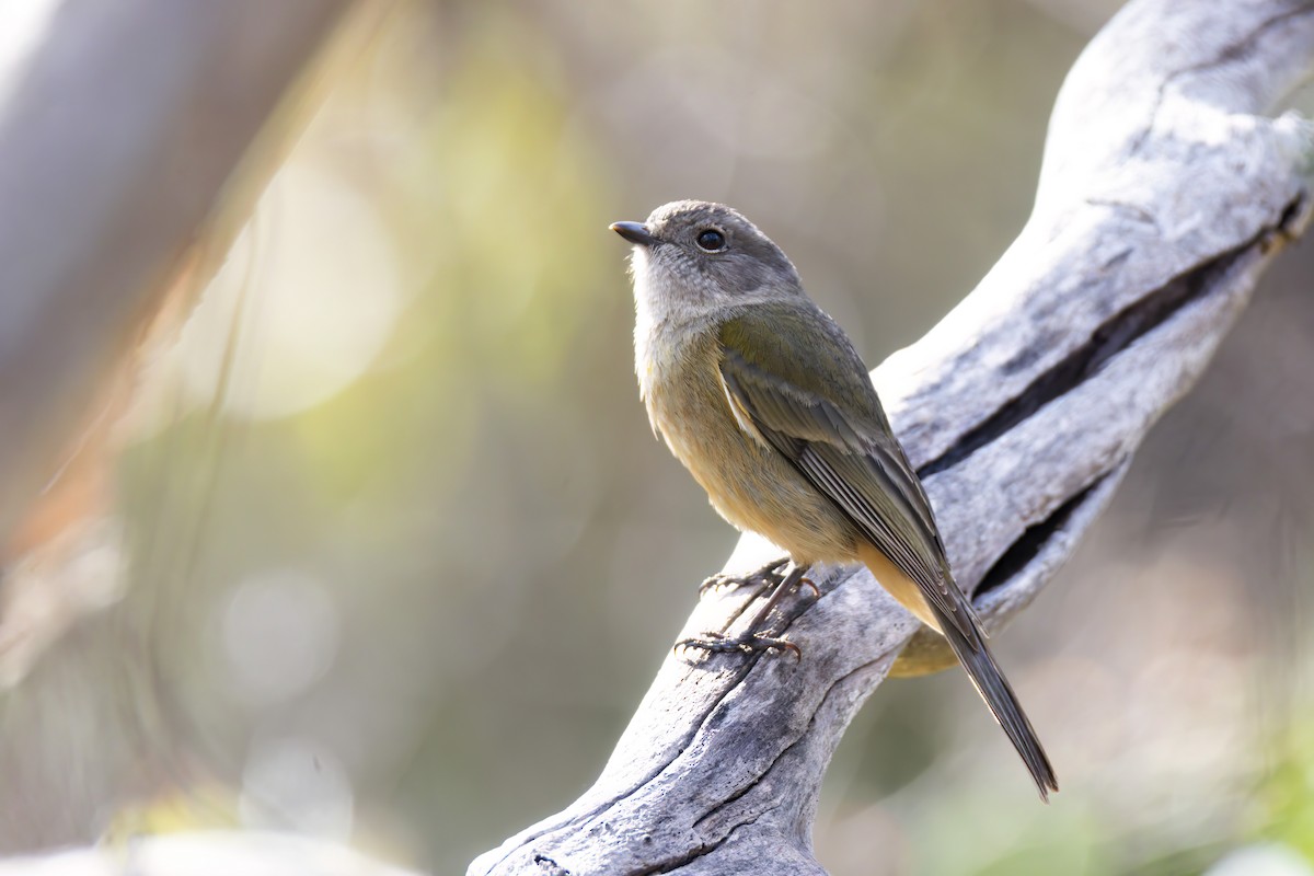 Golden Whistler (Western) - ML638258091
