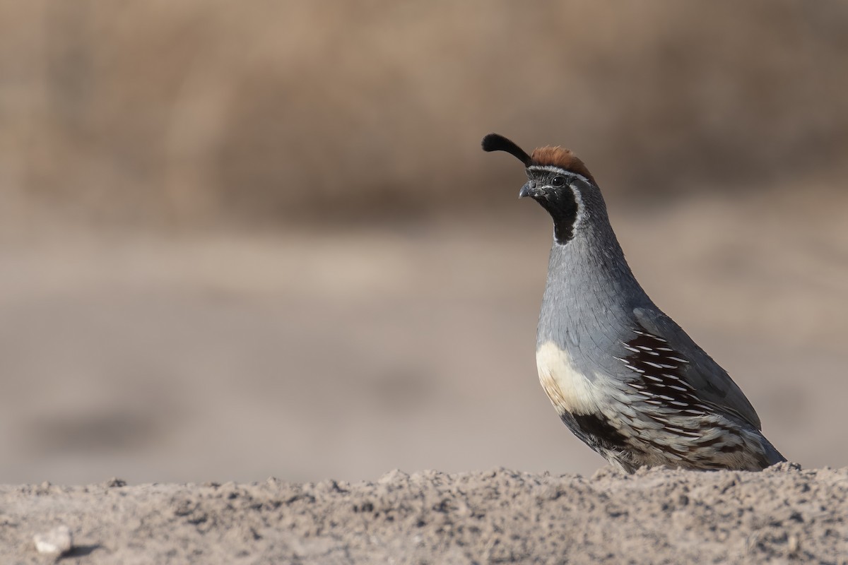 Gambel's Quail - ML638258092