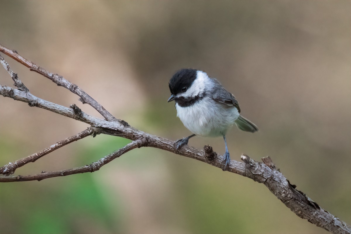 Carolina Chickadee - ML638258098