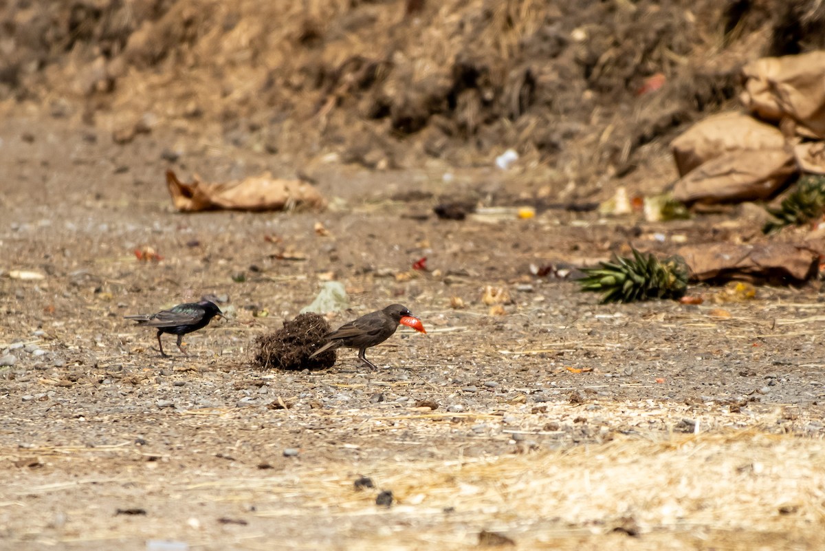 European Starling - ML638258104