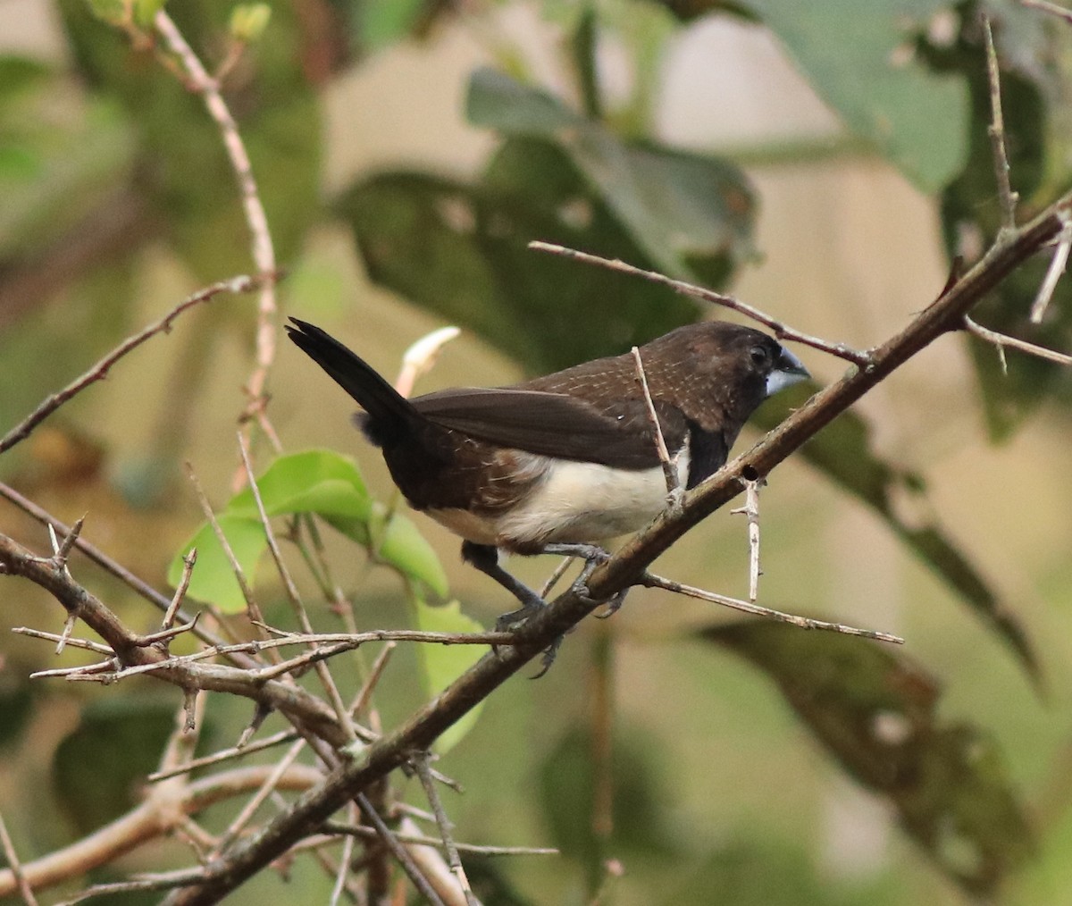 White-rumped Munia - ML638258113