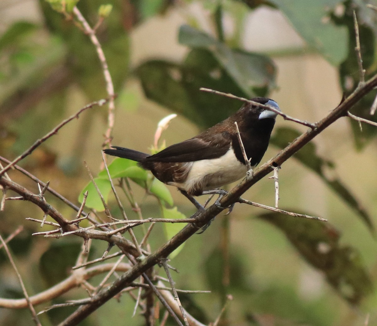 White-rumped Munia - ML638258114