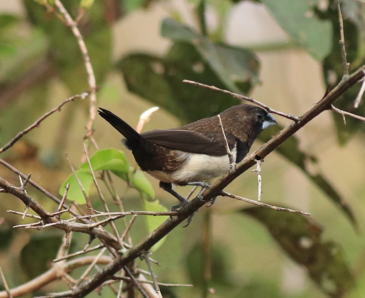 White-rumped Munia - ML638258115