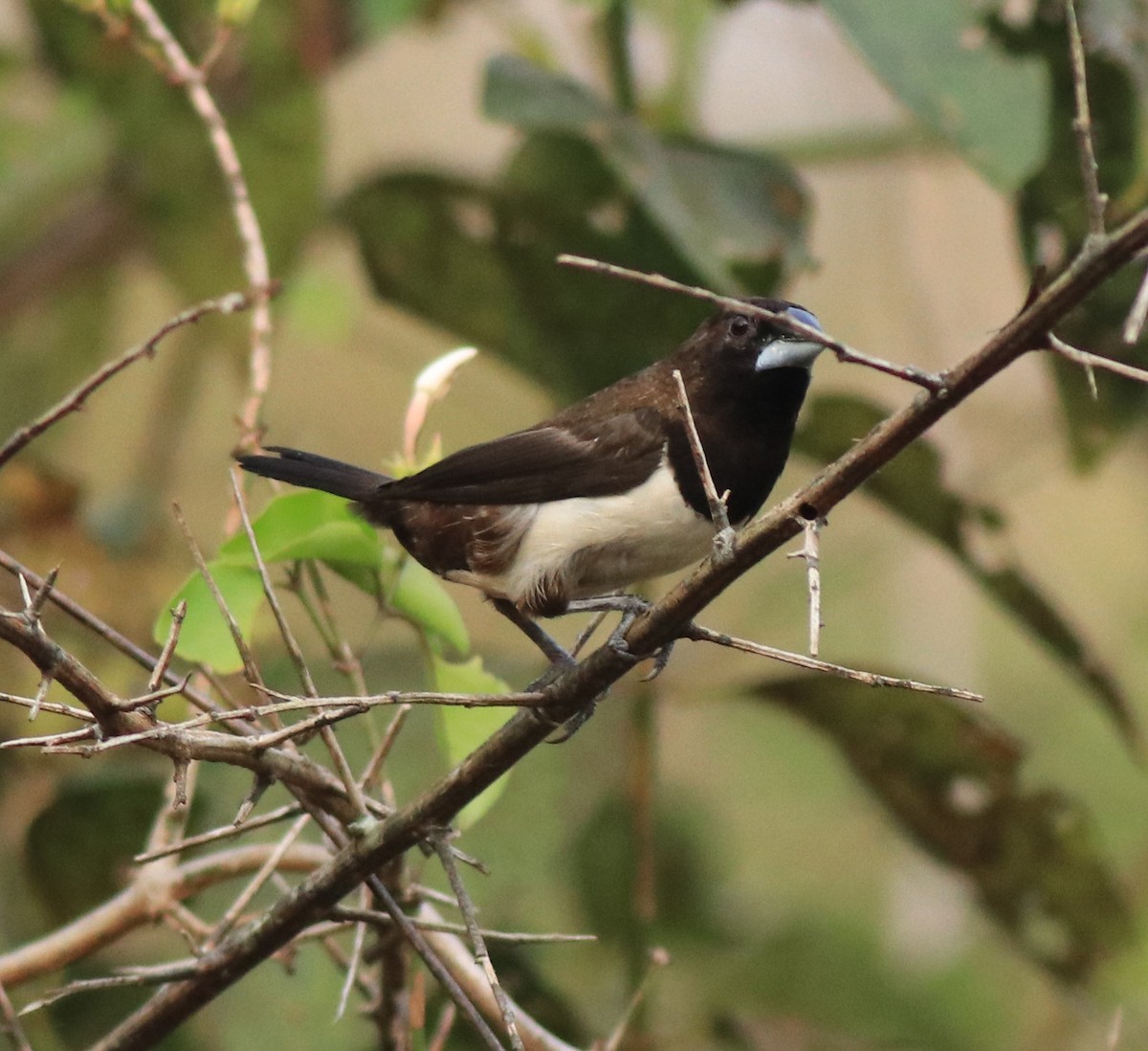 White-rumped Munia - ML638258116