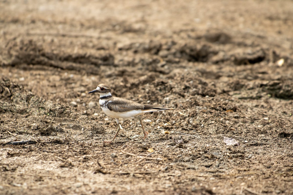Killdeer - ML638258117
