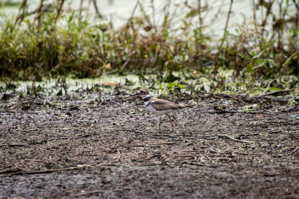 Killdeer - ML638258118