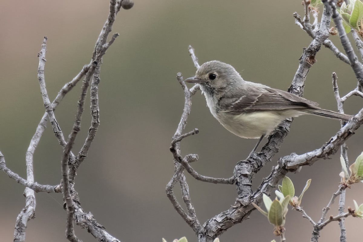 Hutton's Vireo - ML638258123