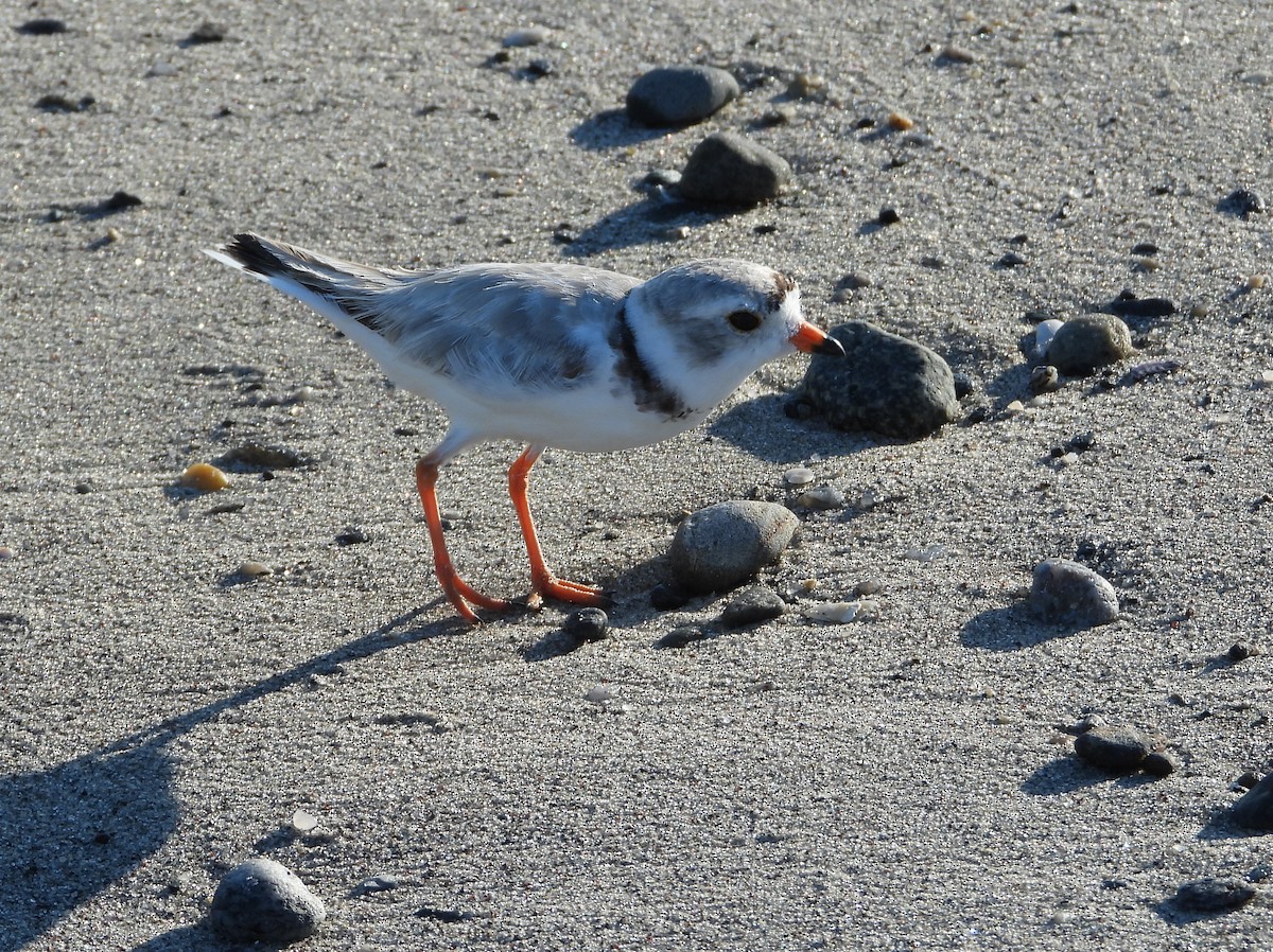 Piping Plover - ML638258135