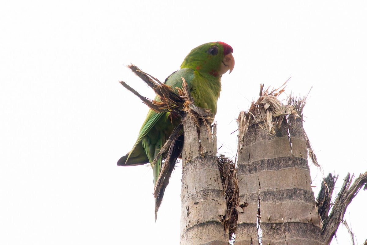 Scarlet-fronted Parakeet - ML638258140
