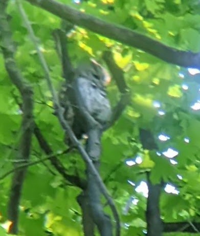 Eastern Screech-Owl - ML638258141
