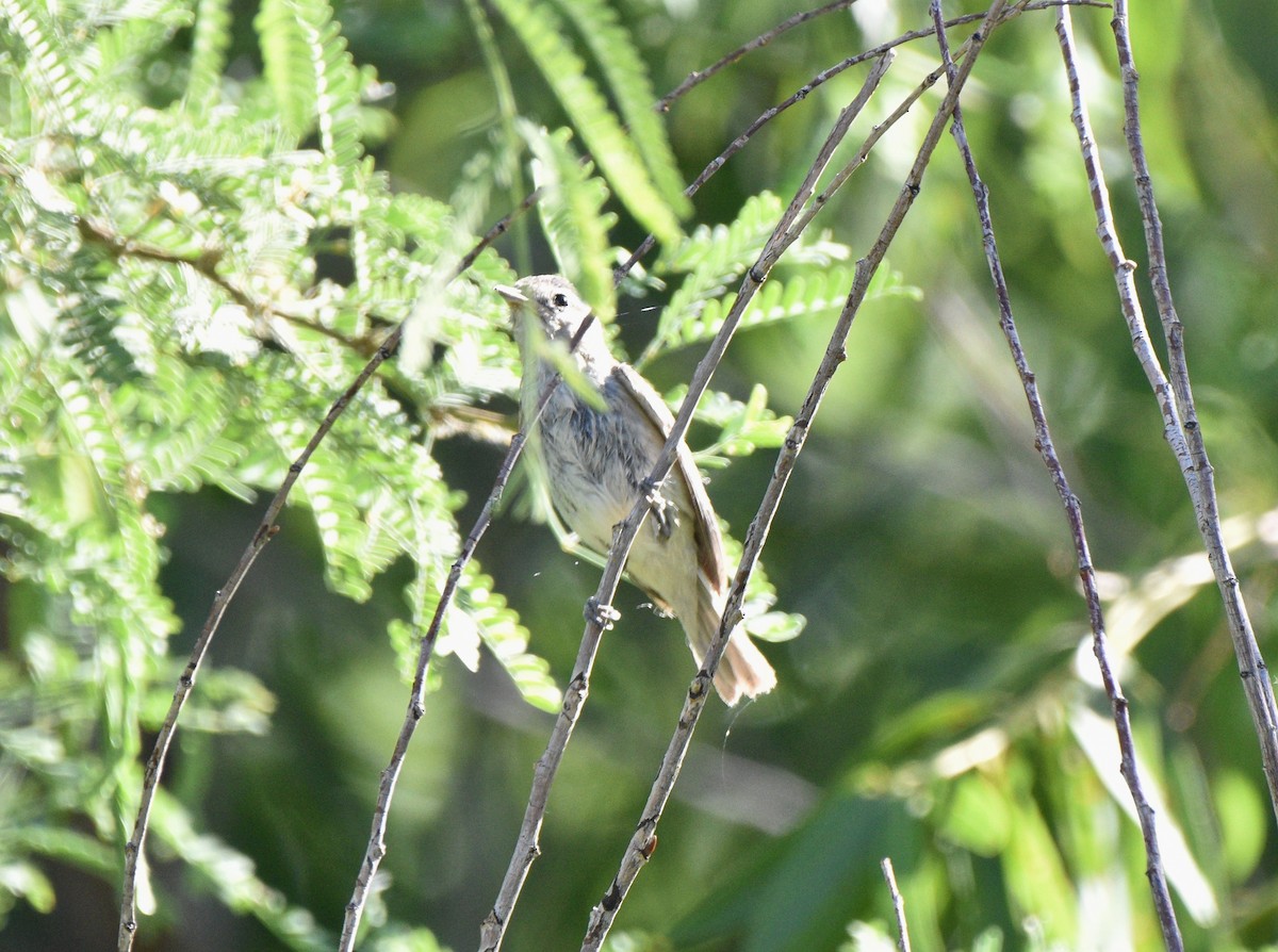 Lucy's Warbler - ML638258159