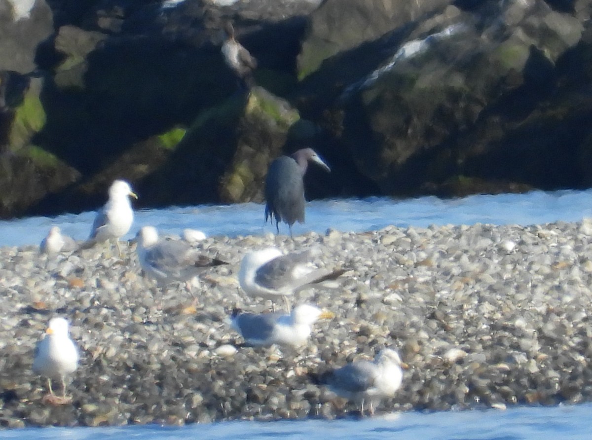Little Blue Heron - ML638258163