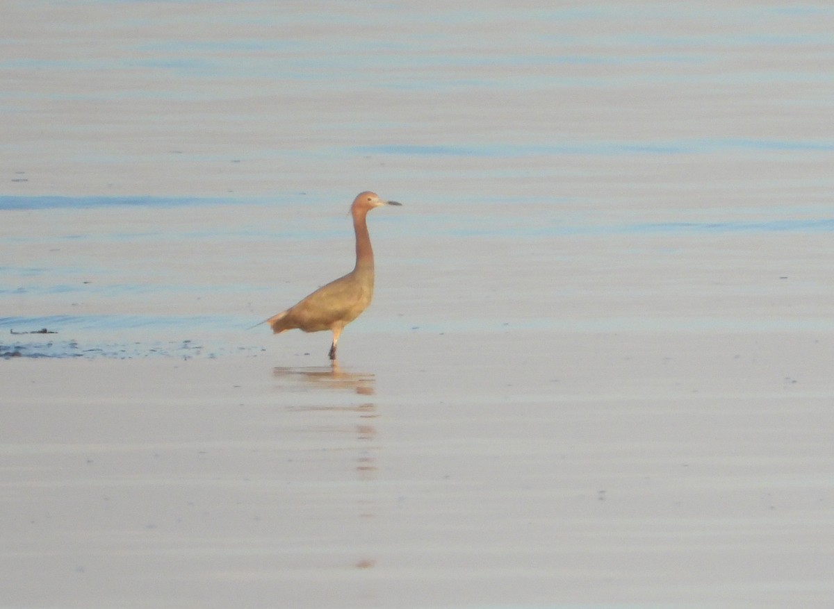 Little Blue Heron - ML638258164