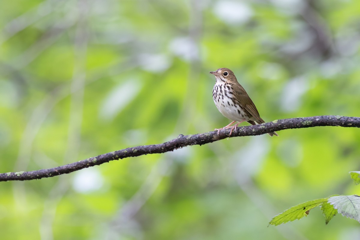 Ovenbird - ML638258174
