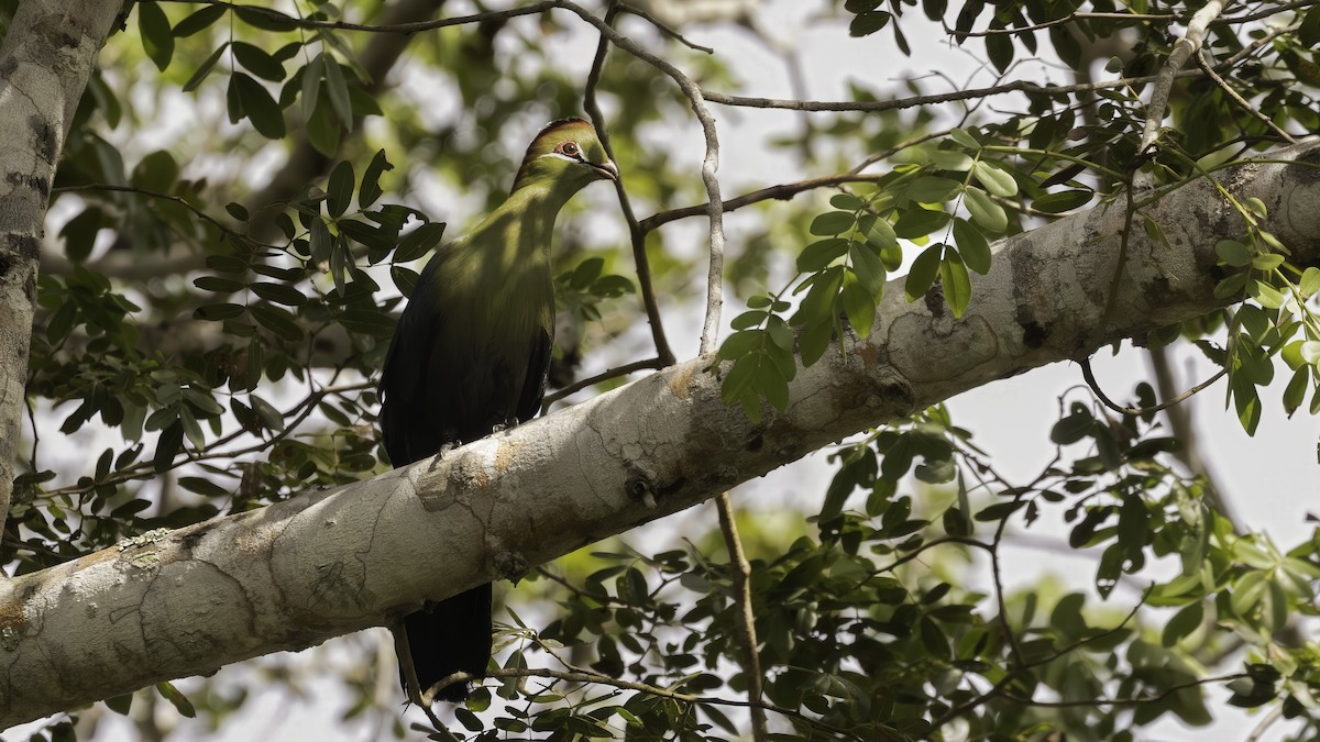 Fischer's Turaco - ML638258176