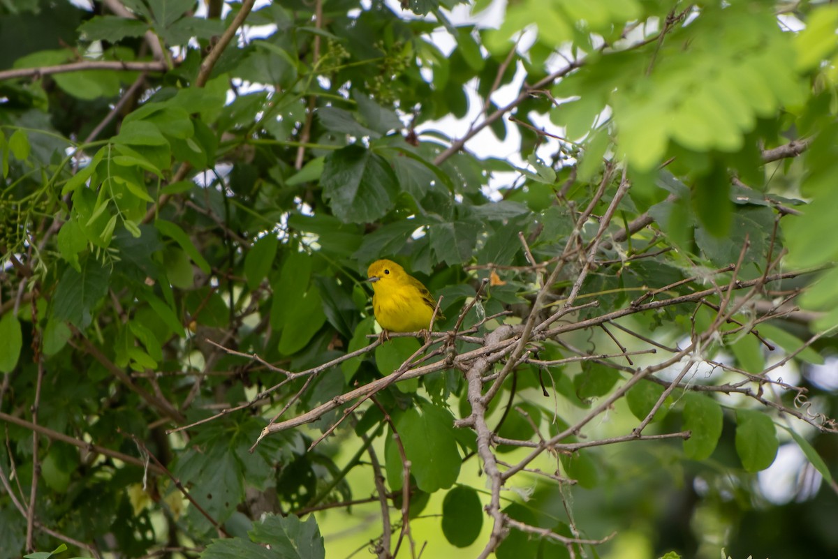 Yellow Warbler - ML638258181
