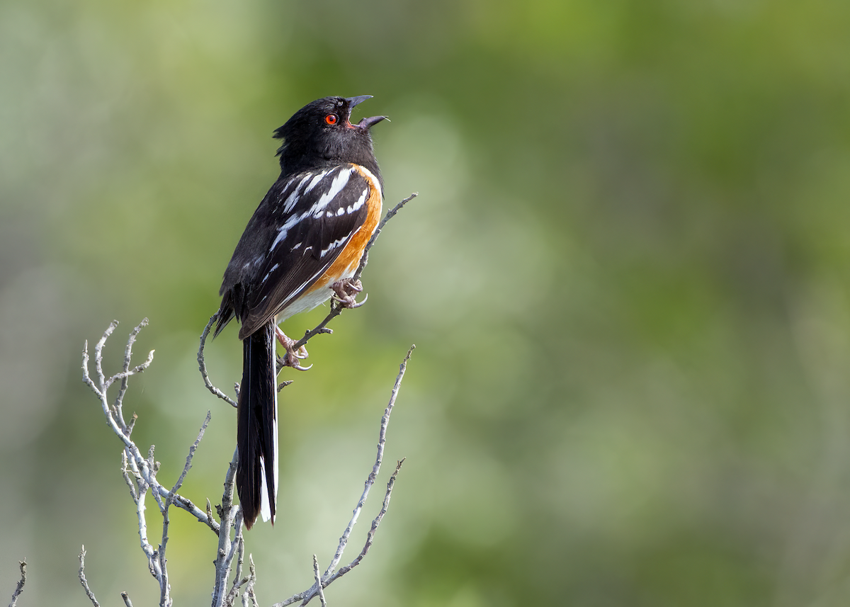 Spotted Towhee - ML638258195