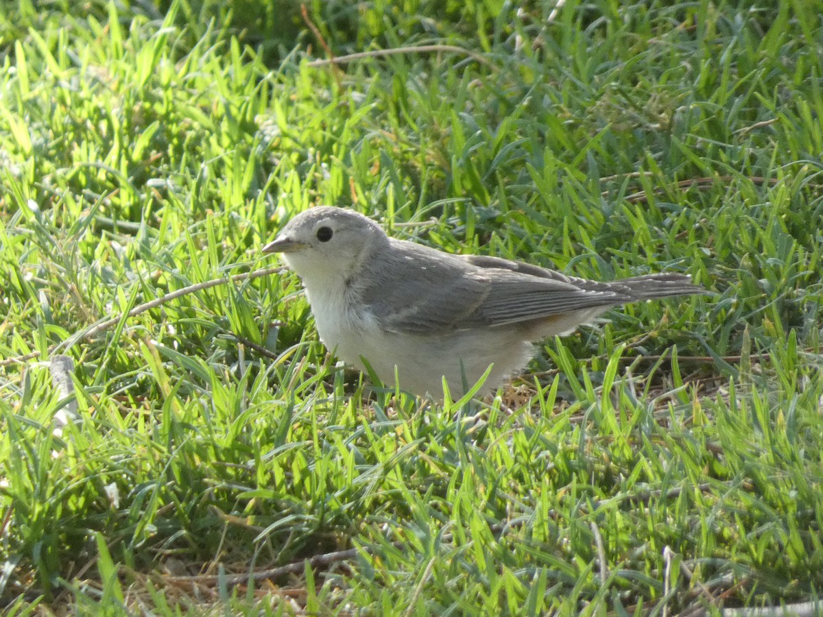 Lucy's Warbler - ML638258206