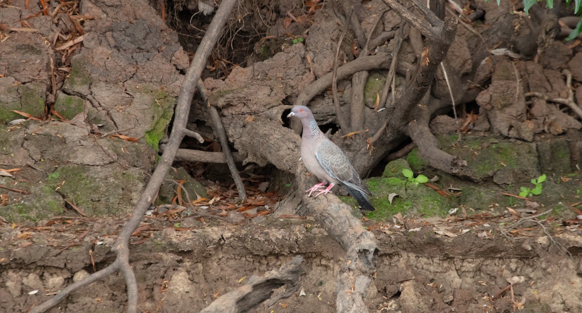 Picazuro Pigeon - ML638258210