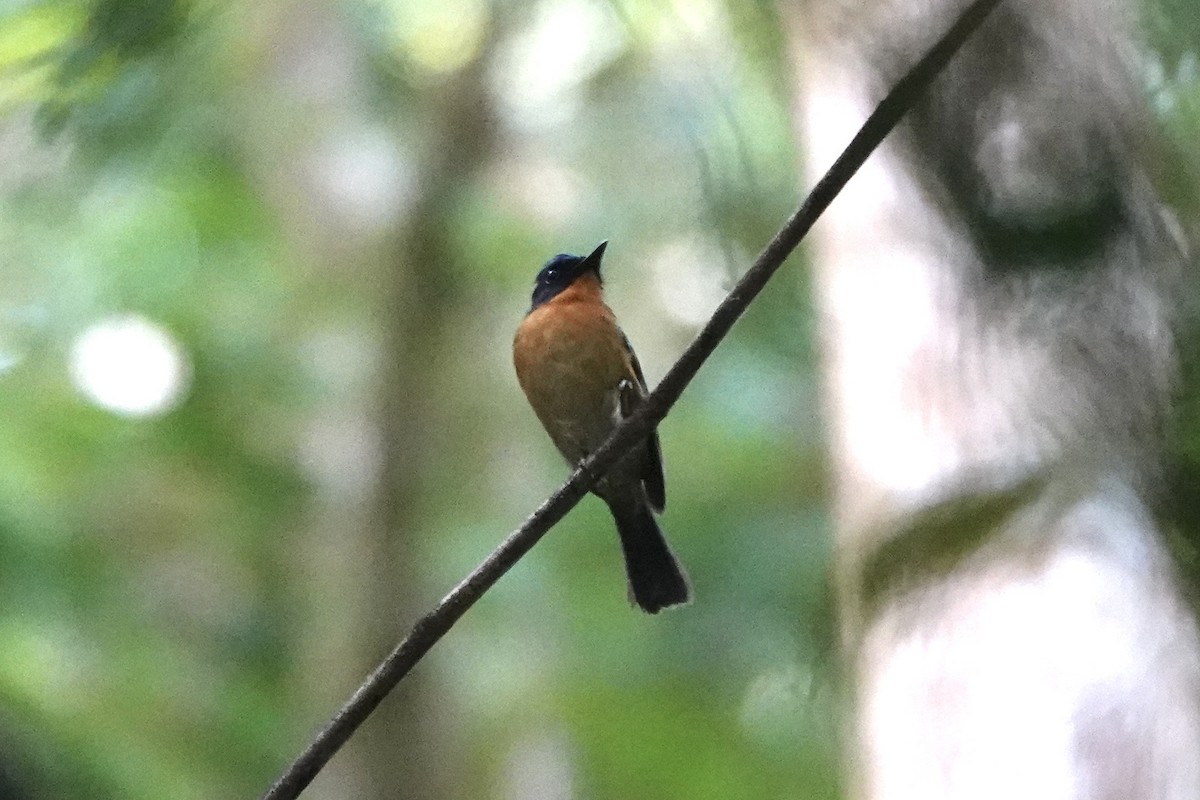 Dayak Blue Flycatcher - ML638258227