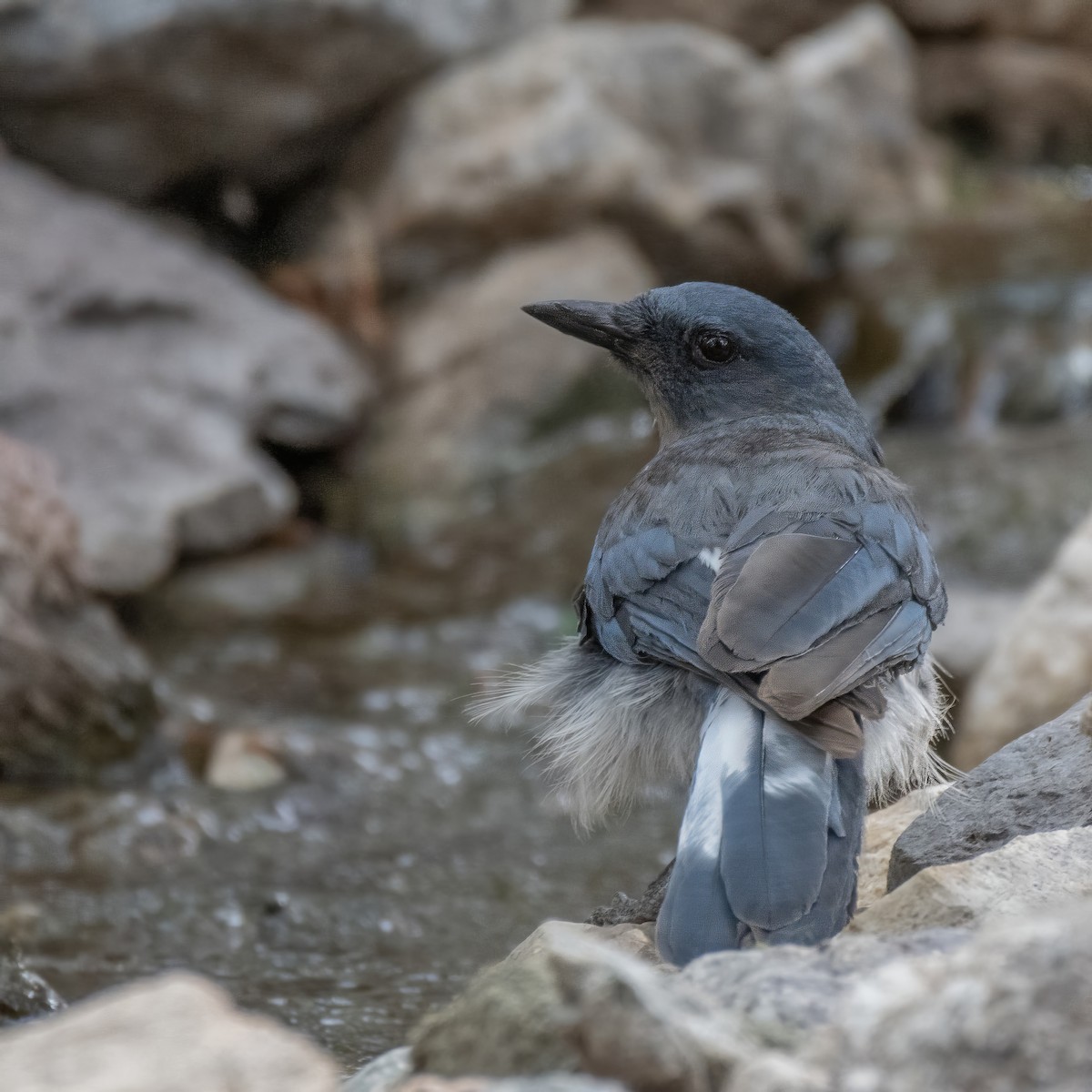 Mexican Jay - ML638258230