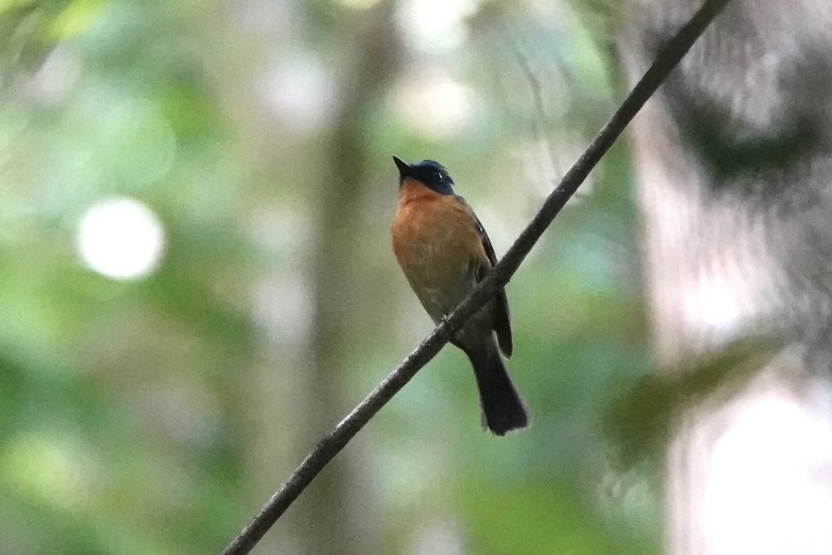 Dayak Blue Flycatcher - ML638258239