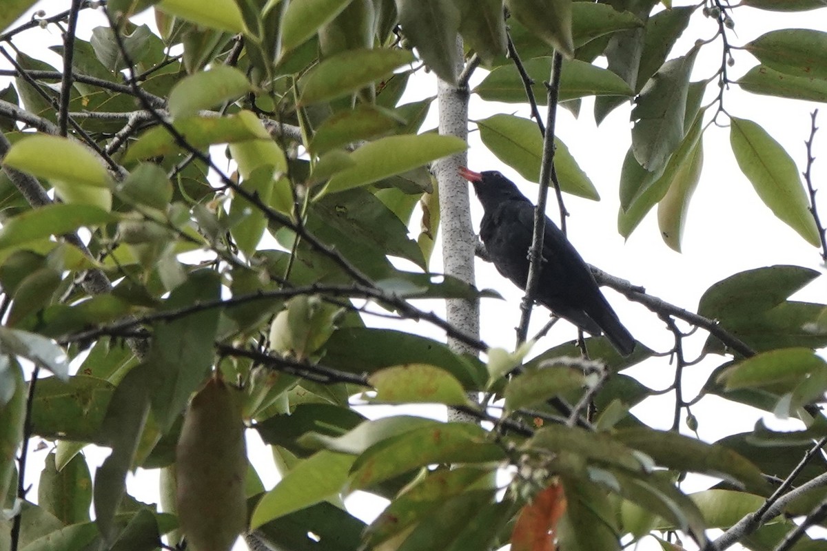 Black Oriole - ML638258244