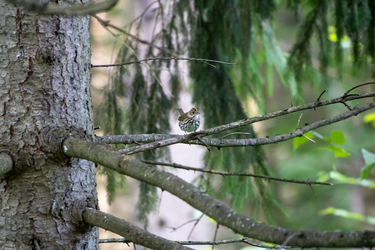 Ovenbird - ML638258264