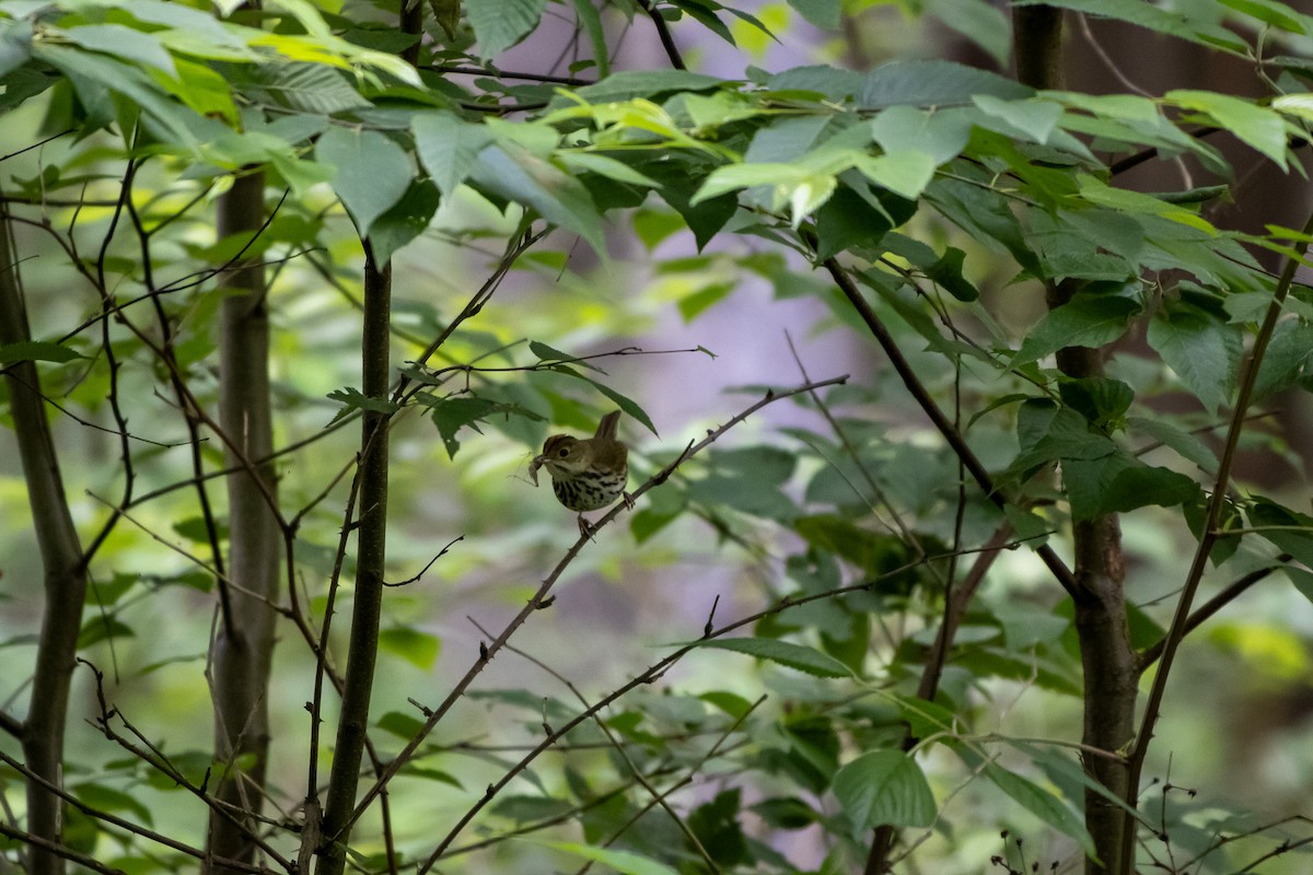 Ovenbird - ML638258266