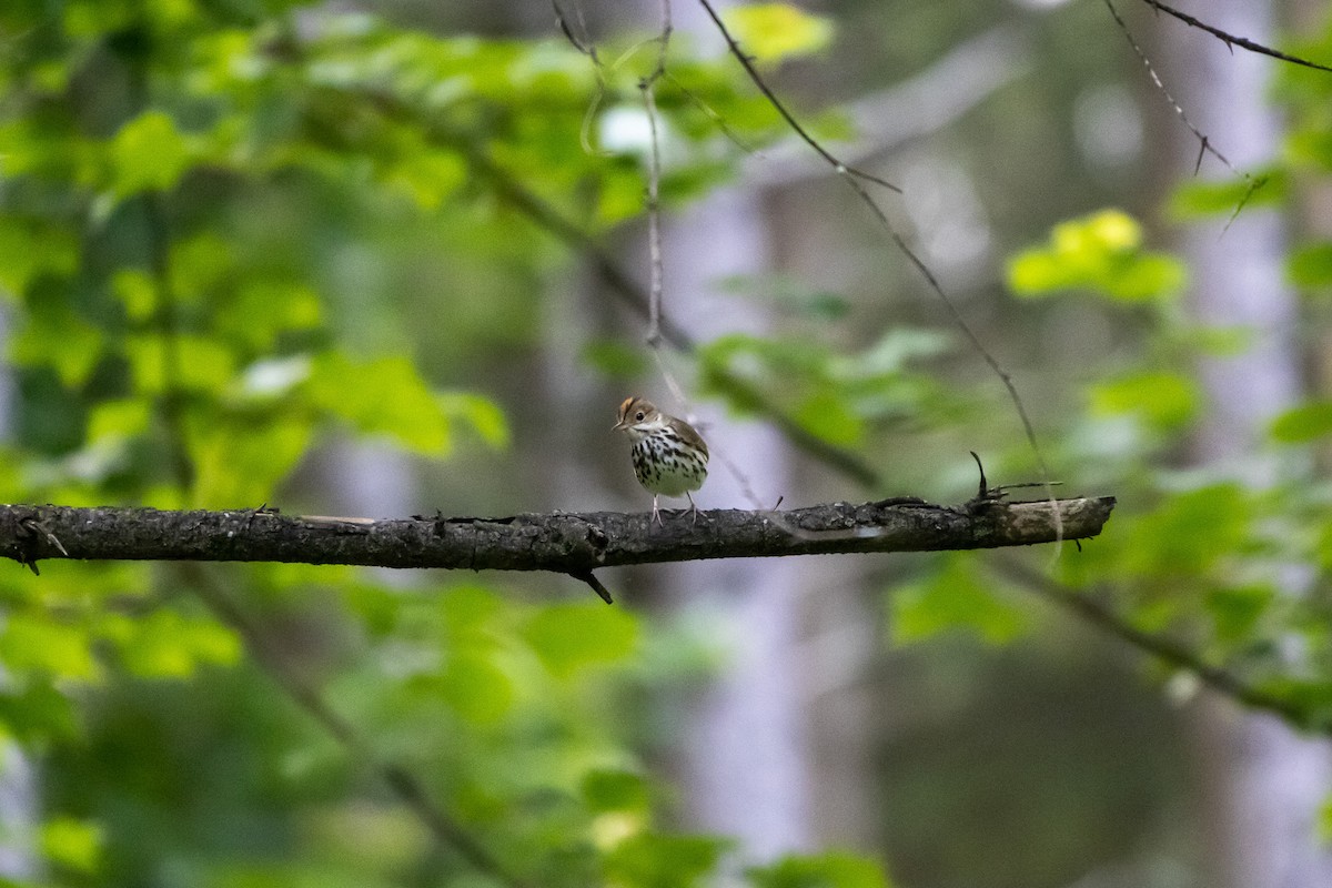 Ovenbird - ML638258267