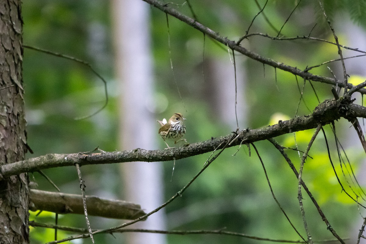 Ovenbird - ML638258268