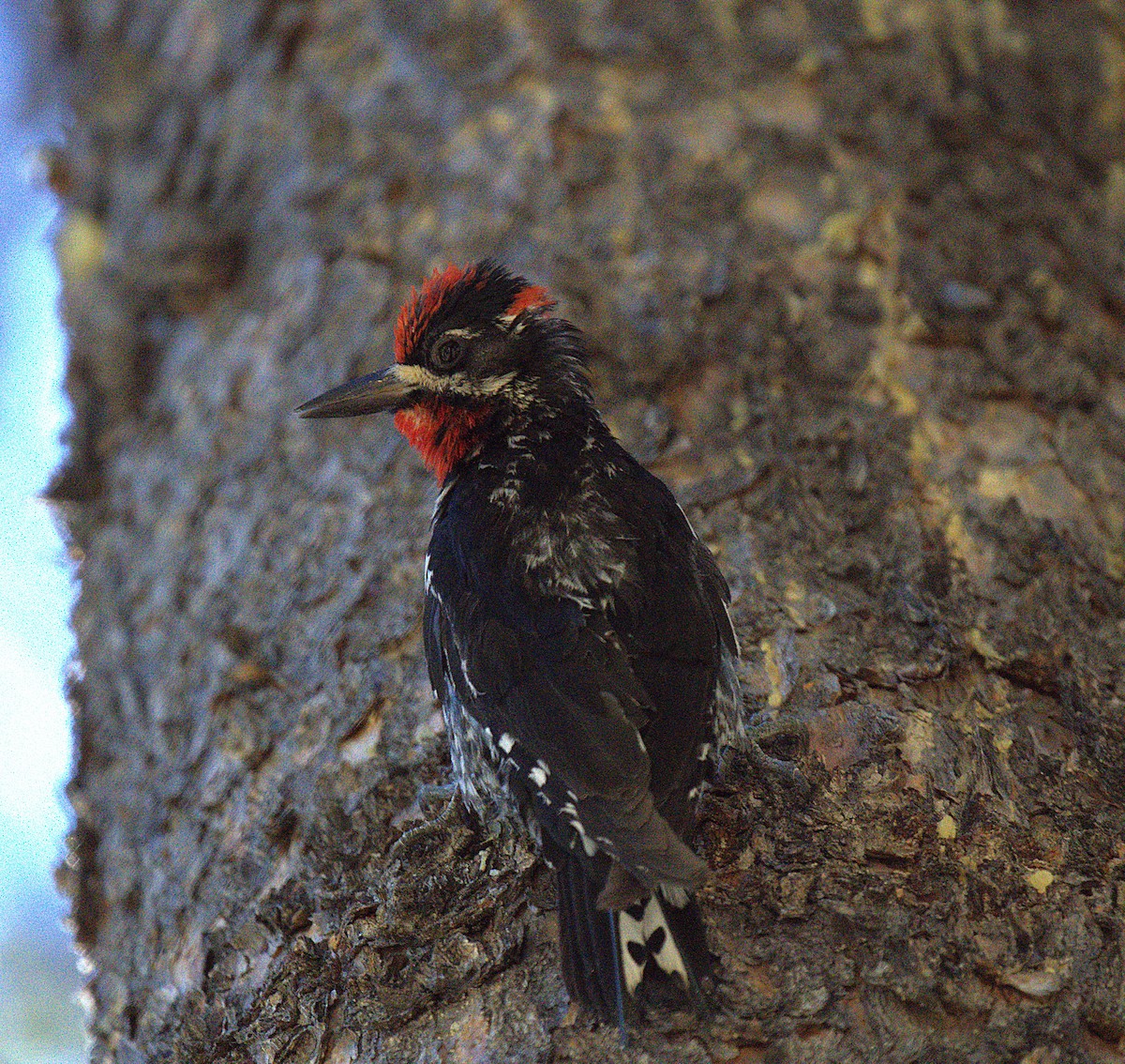 Red-naped Sapsucker - ML638258279