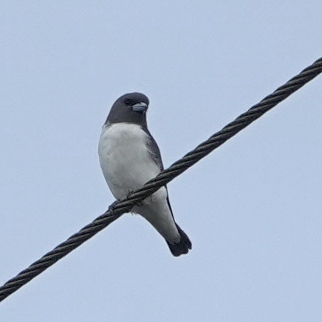 White-breasted Woodswallow - ML638258280