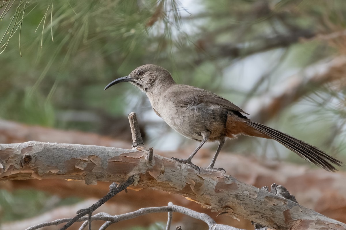 Crissal Thrasher - ML638258281