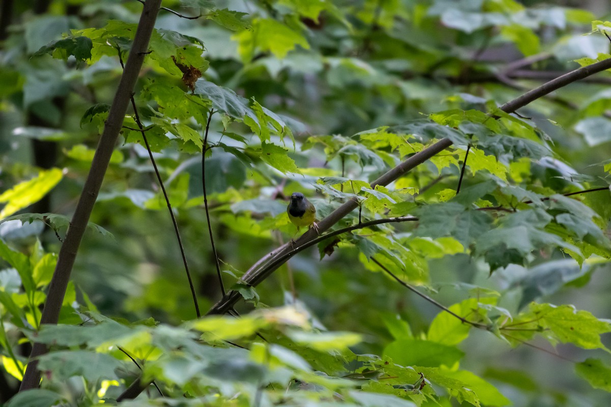 Mourning Warbler - ML638258286