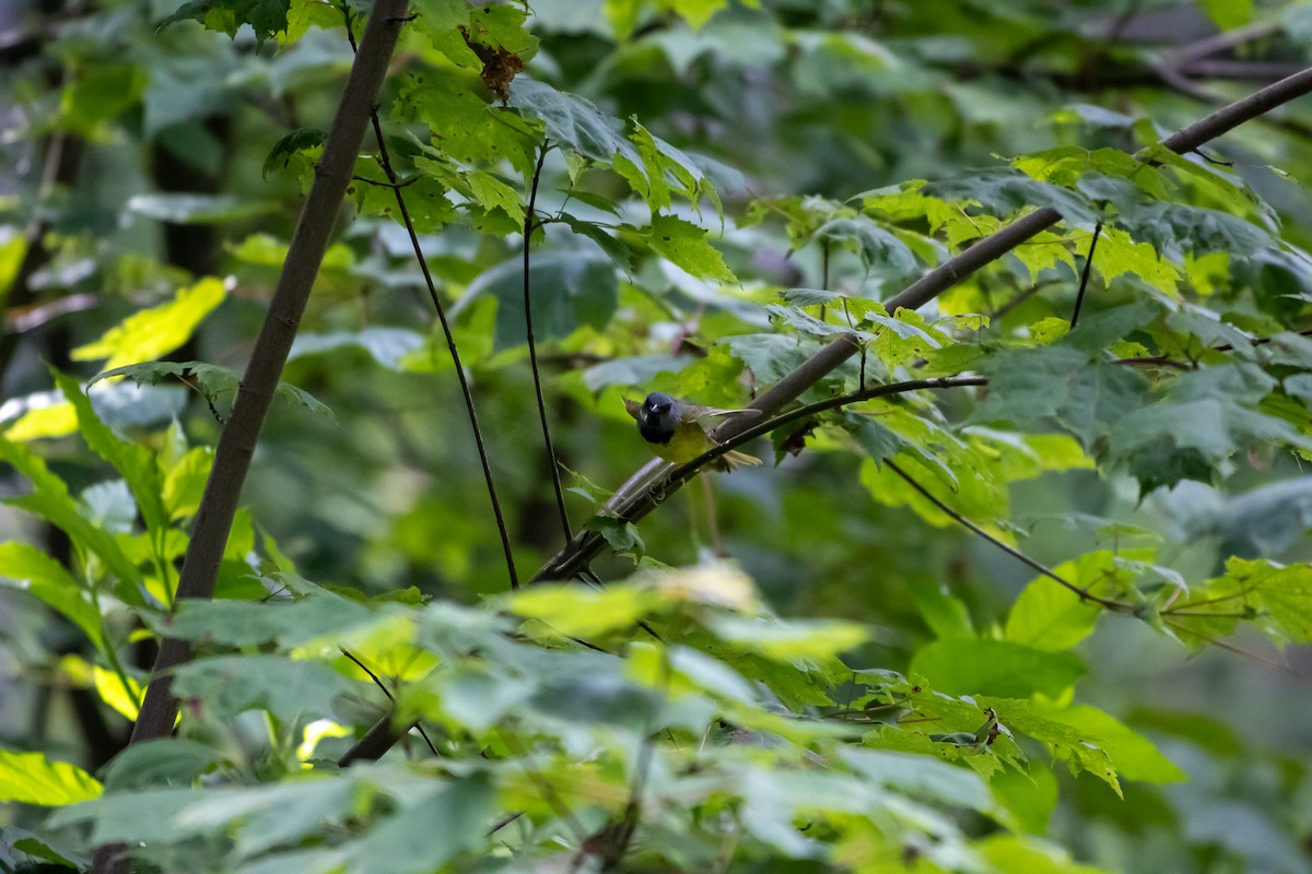 Mourning Warbler - ML638258291