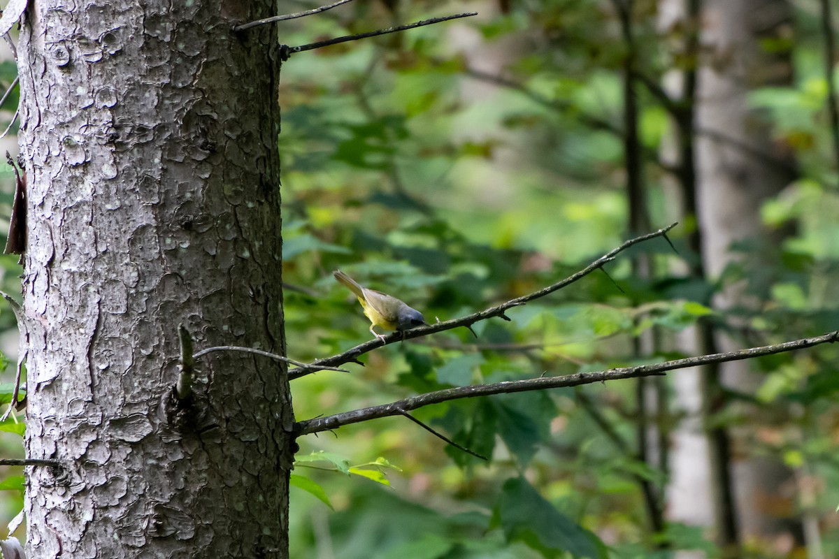 Mourning Warbler - ML638258292