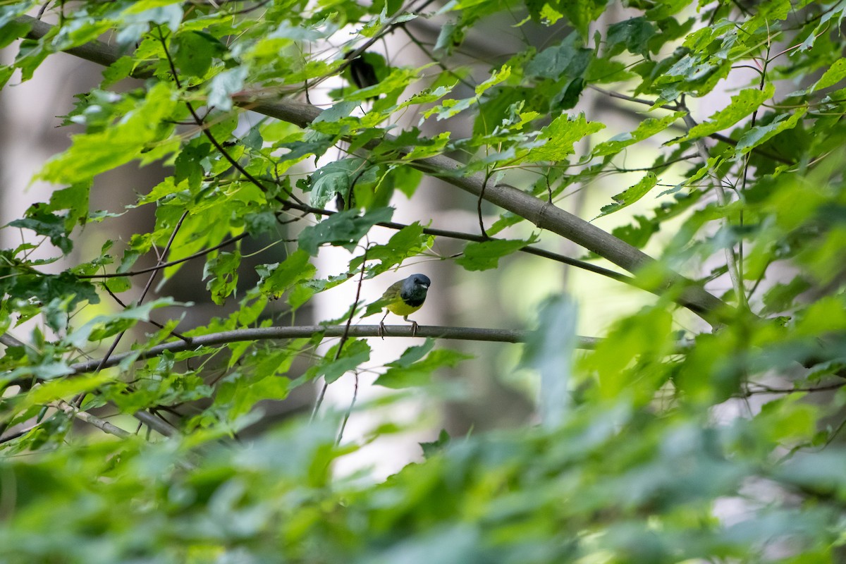 Mourning Warbler - ML638258293