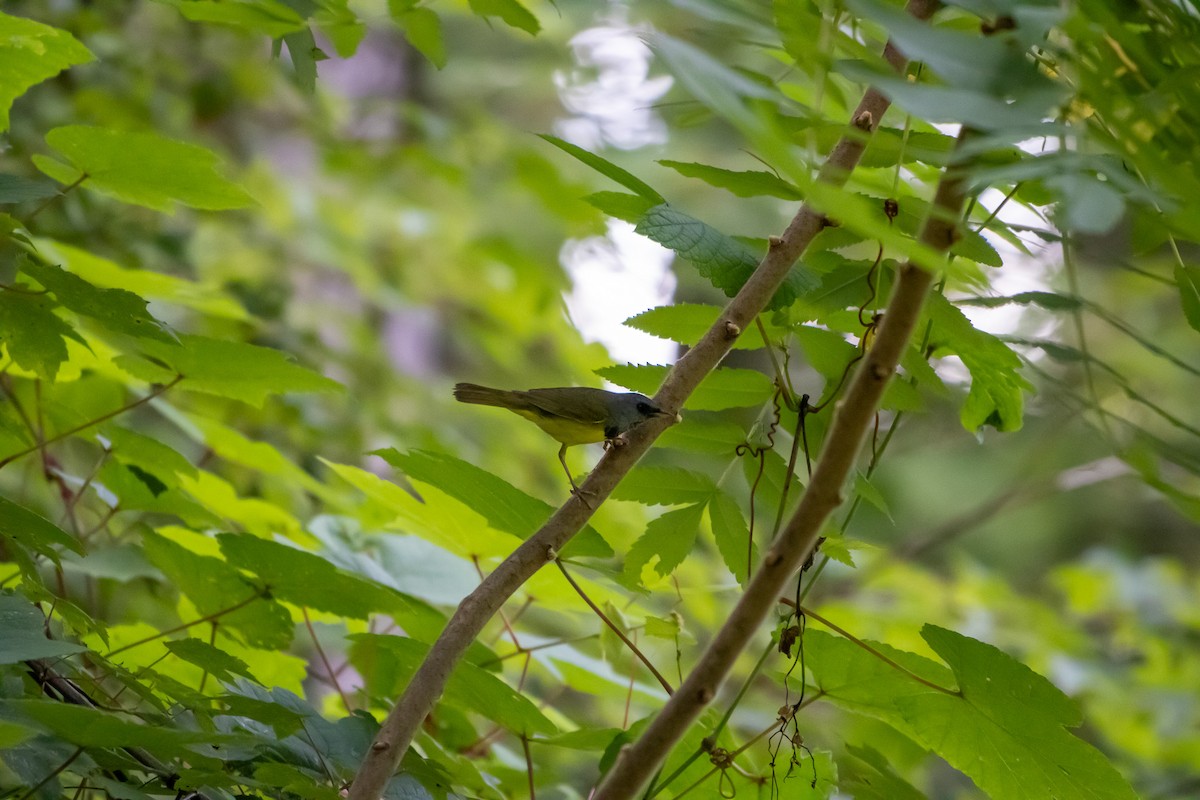 Mourning Warbler - ML638258294