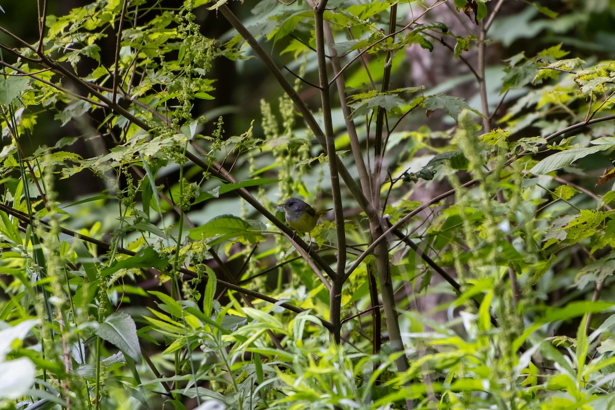 Mourning Warbler - ML638258298