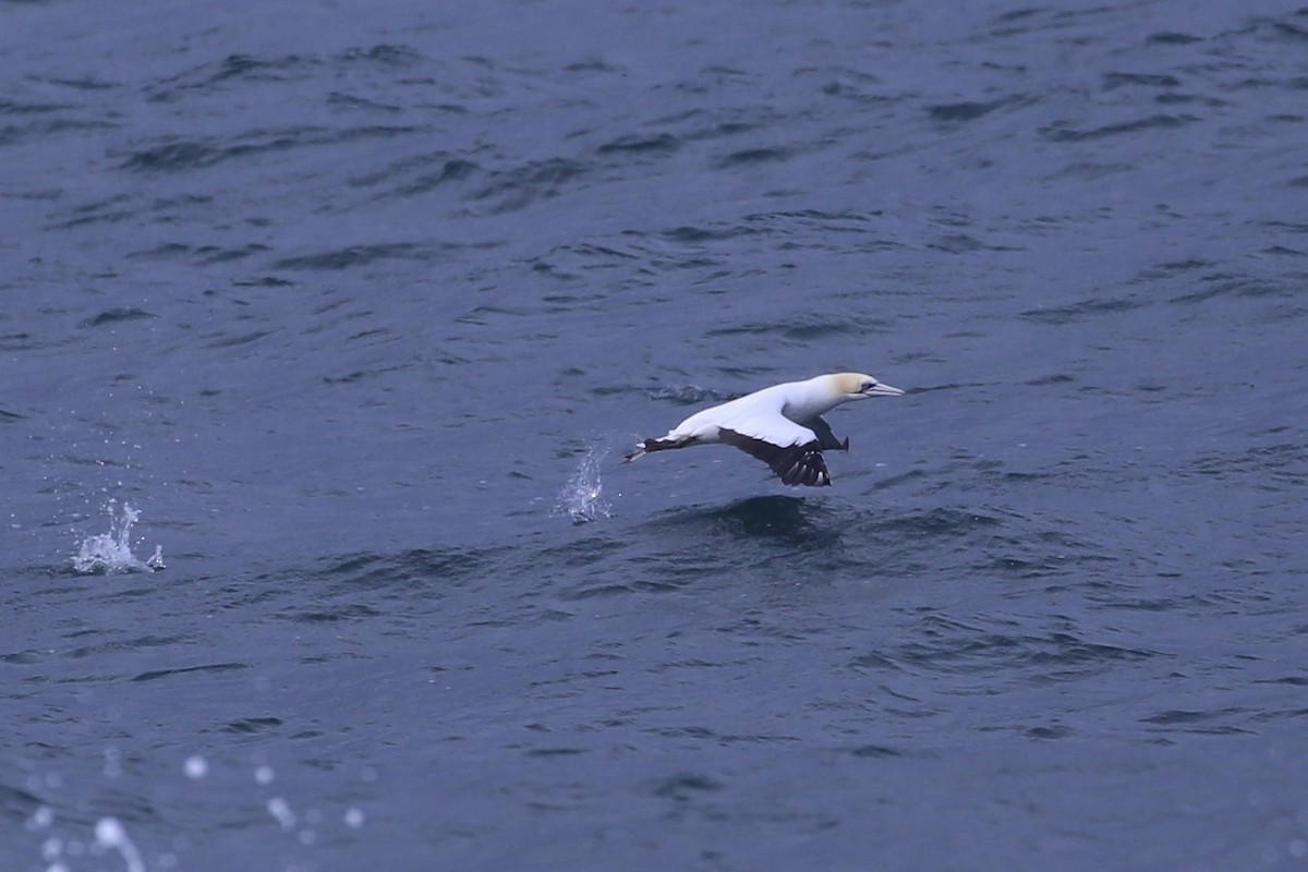 Australasian Gannet - ML638258303