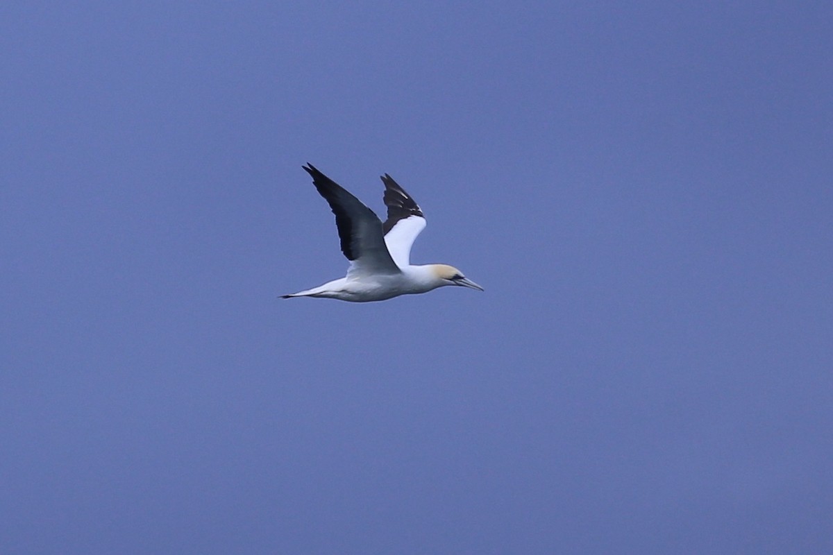 Australasian Gannet - ML638258304