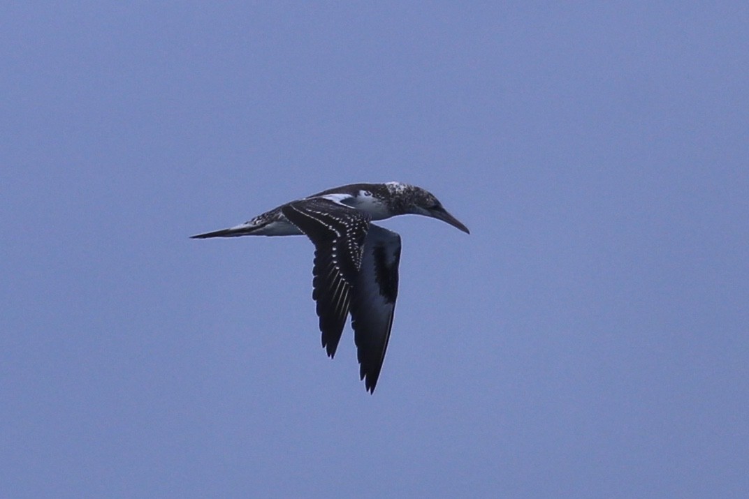 Australasian Gannet - ML638258305