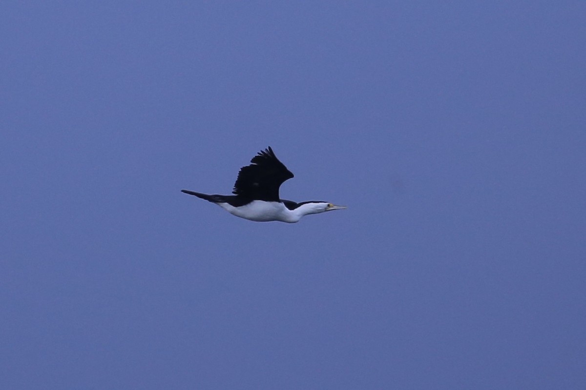 Cormoran varié - ML638258314