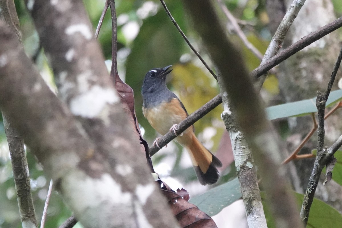 Rufous-tailed Shama - ML638258315